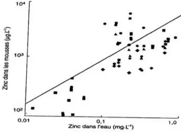 Figure IV-1 : la concentration du zinc dans l’eau et son accumulation les pousses de quatre  espèces de mousses aquatiques (Amblysterium riparium, Fontinalis antipyretica, Fontinalis 