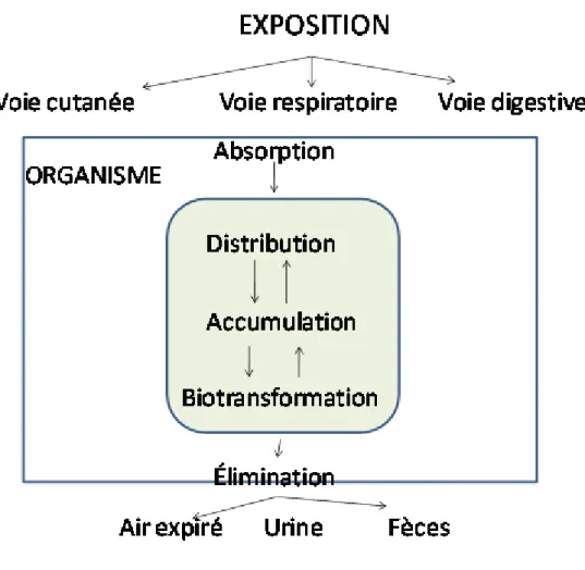 Figure III-1 : Cheminement d’un produit dans l’organisme  III.2.1. Absorption : 
