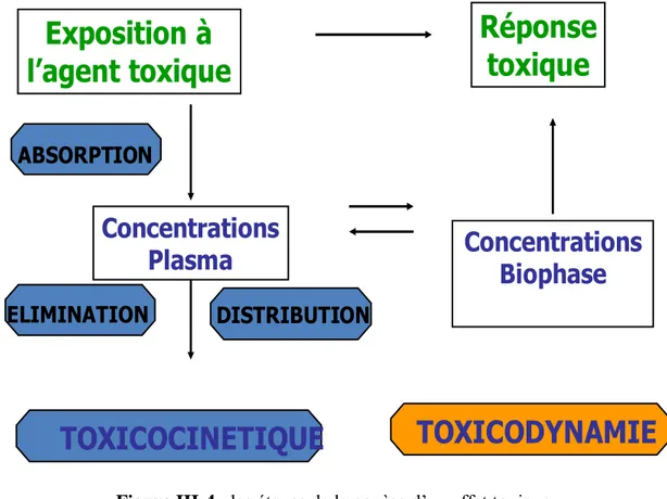 Figure III-4 : les étapes de la genèse d’un effet toxique 