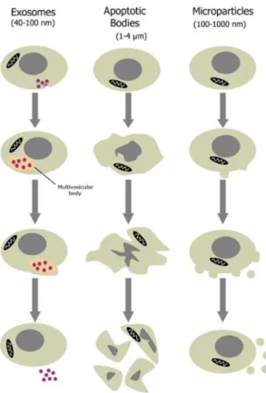 Figure 7 : Formation des différents types de vésicules 