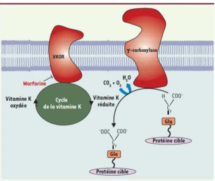 Figure 11 : Schéma représentant la  gg -carboxylation et le cycle de vitamine K 