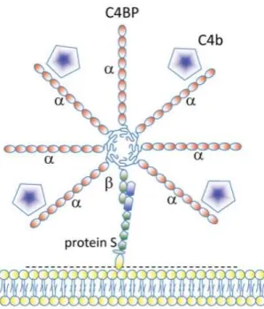Figure 12 : Modèle schématique de l'interaction entre de la protéine S avec son récepteur  membranaire d’un côté et avec la protéine C4BP de l’autre côté 