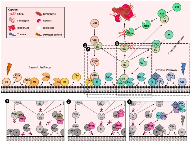 Figure 13 : Représentation schématique de la cascade de coagulation 