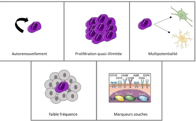 Figure 7 : Caractéristiques communes aux CSN et CSG. Les CSG et CSN possèdent les propriétés  cardinales  des  cellules  souches : l’autorenouvellement, la prolifération quasi-illimitée  ainsi  que  la  multipotentialité