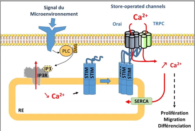 Figure 9 : Influx calcique SOC. Les signaux du microenvironnement activant des RCPG ou des RTK  vont permettre l’activation de la PLC qui va hydrolyser le PIP2, un phospholipide membranaire, en  IP3  et DAG