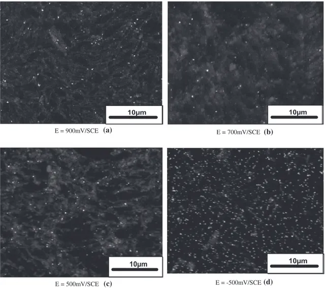 Fig. 3. SEM images of electrochemically deposited gold crystallite on graphite. Deposition potential series: E900, E700, E500, and E-500 mV/SCE; deposition time 600 s