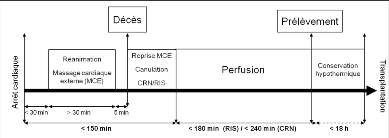 Figure 3 : Durée s d’isc hémie chaude et froide toléré es par l’ABM  [42]. 