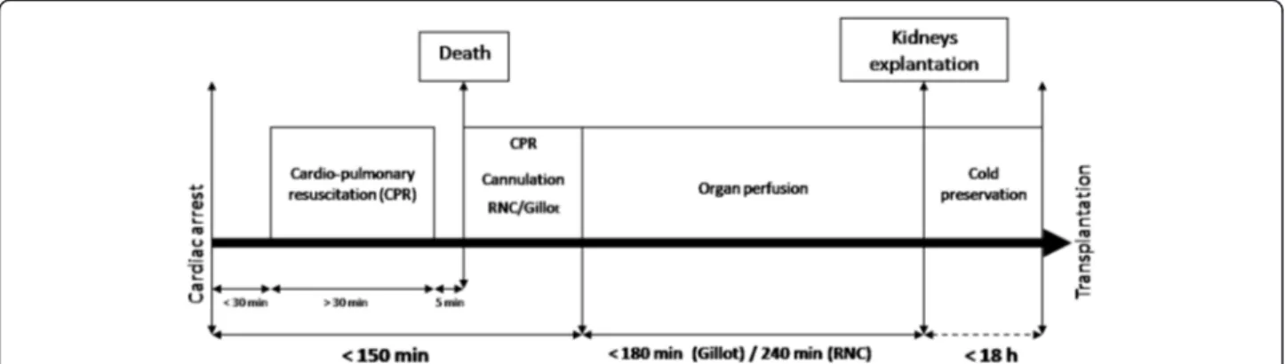 Figure 1 Recommendations for kidney removal from donation after cardiac death according to the French national regulatory authority.