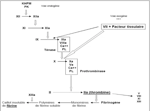 Figure 3. Schéma de la cascade de coagulation (Hématologie Biologique, Pr M. 