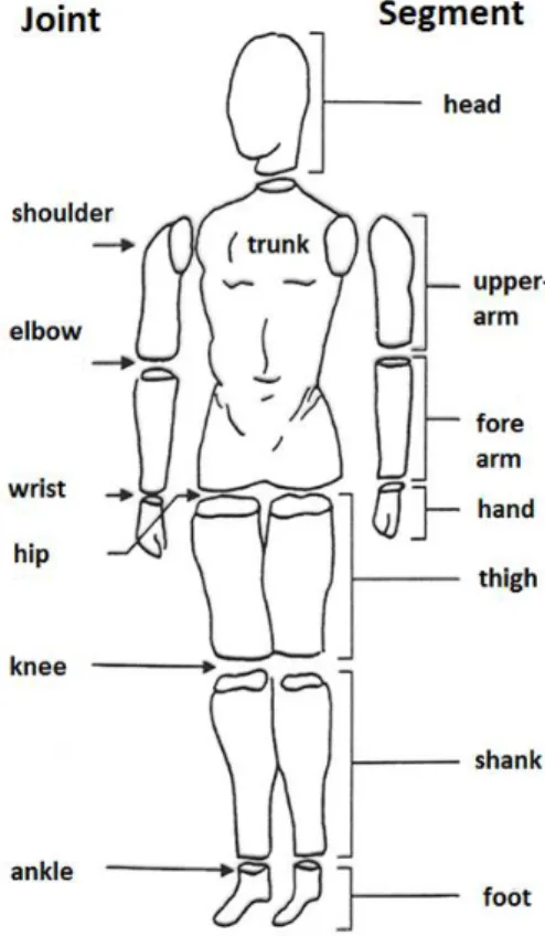 Figure I.1 – Système poly-articulé à 14 segments de Winter