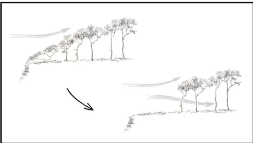 Figure 7 : Action du vent sur le sous bois, avec ou sans rideau anémophile protecteur 