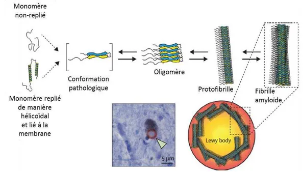 Figure 6:  Représentation graphique des différentes étapes de l’agrégation de l’alpha -synucléine 