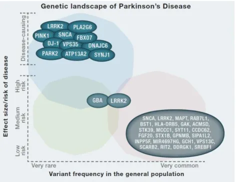 Figure 8: Forme familiale de la MP: Gènes responsables de l'apparition de la maladie et gènes à risques