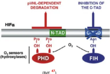 Figure 6.  Régulation des HIF-α en normoxie par l’hydroxylation des PHDs et FIH. 