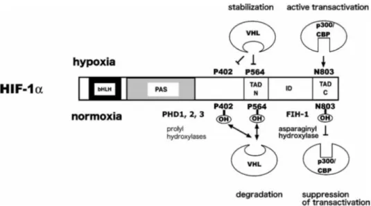 Figure 7.  Schéma détaillé sur la régulation de HIF-1α dans les conditions normoxiques et hypoxiques