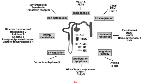 Figure 9.  Schéma des principaux gènes régulés directement par HIFs classés en groupes selon leurs  fonctions biologiques au niveau rénal