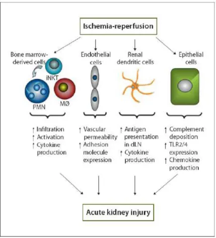 Figure 14.  Représentation schématique du rôle inflammatoire des leucocytes et des rénales dans les  lésions rénales aiguës.