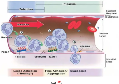 Figure 15.  Adhérence et transmigration des leucocytes endothéliales après l’ischémie reperfusion.