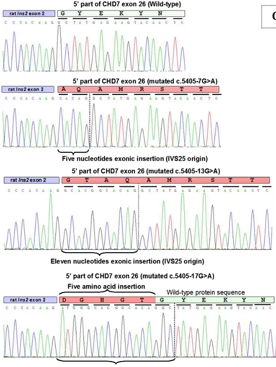 Figure 4 : CHD7 IVS25 recurrent mutation analysis by minigene assays. 