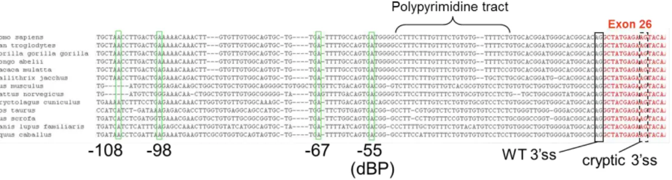 Figure 5 : Genomic sequence alignment of CHD7 IVS25 across different mammalian  species