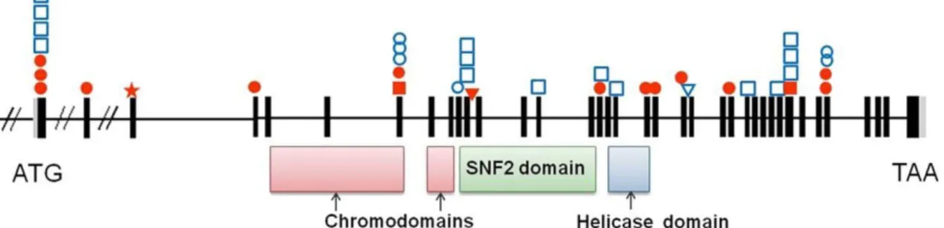 Figure 1 : Representation of the CHD7 mutations identified in our series. 