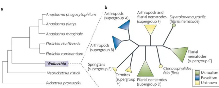 Figure 5. Relations phylogénétiques de Wolbachia au sein de la famille des Anaplasmataceae  (a) et phylogénie des 6 supergroupes de Wolbachia, comprenant les patterns dominants en termes de  mutualisme et de parasitisme de la reproduction observés chez cha