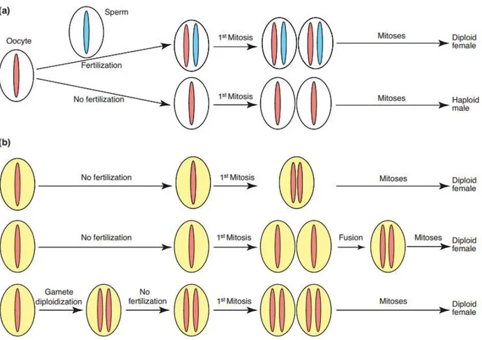 Figure  8.  Représentation  schématique  des  mécanismes  de  développement  des  individus  mâles  et  femelles  chez  des  individus  haploïdes  non  infectés  (a)  ou  infectés  par  Wolbachia  (b)