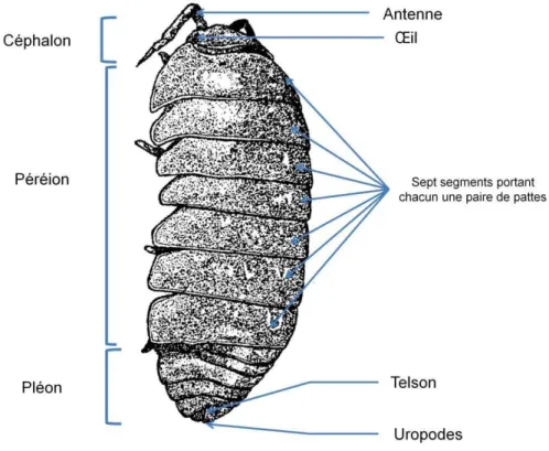 Figure 12 . Morphologie générale de l’isopode terrestre Armadillidium vulgare, en vue de 3/4