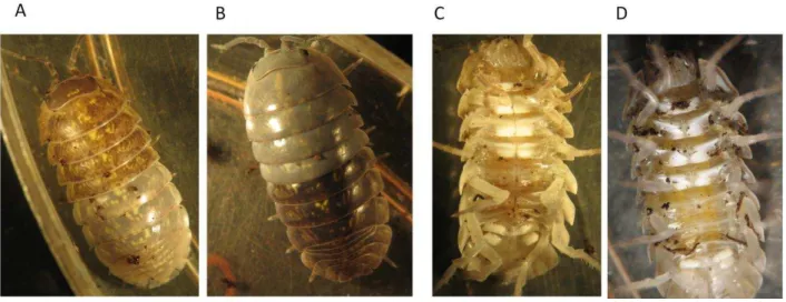 Figure 14.  Photographies d’une mue postérieure (A) et antérieure (B), de plaques blanches normales  (C) et de plaques blanches préparturielles (D) chez une femelle A