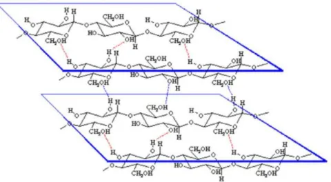 Figure 5 : Réseau de liaisons hydrogène engendrant un agencement parallèle des chaines de cellulose