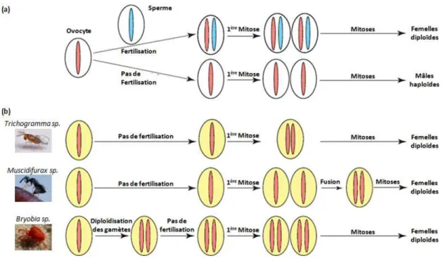 Figure 2 : Représentation schématique simplifiée des effets de la parthénogenèse thélytoque chez des  espèces haplo-diploïdes infectées ou non par un parasite de la reproduction induisant de la  parthénogenèse (d'après Cordaux et  al.,  2011)