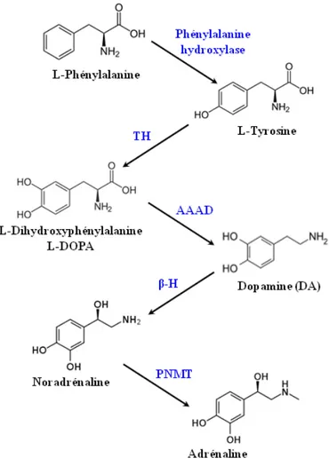 Figure  10 :  Principale  voie  de  biosynthèse  des  catécholamines.  AAAD :  Acides  aminés  aromatiques  décarboxylase  ;  β -H  :  β -hydroxylase ;  PNMT :   Phényléthanolamine-N-méthyl-transférase ; TH : Tyrosine hydroxylase