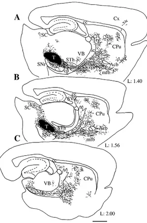 Figure  19 :  Illustrations  présentant  la  distribution  de  projection  des  fibres  GFP  deux  mois  après  transplantation  intranigrale  de  mésencéphale  ventral  fœtal   issus  de  souris  GFP
