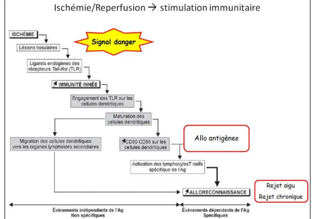 Figure  6 :  Stimulation  immunitaire  induite  par  une  séquence  d’ischémie-reperfusion  (source iconographique :  S