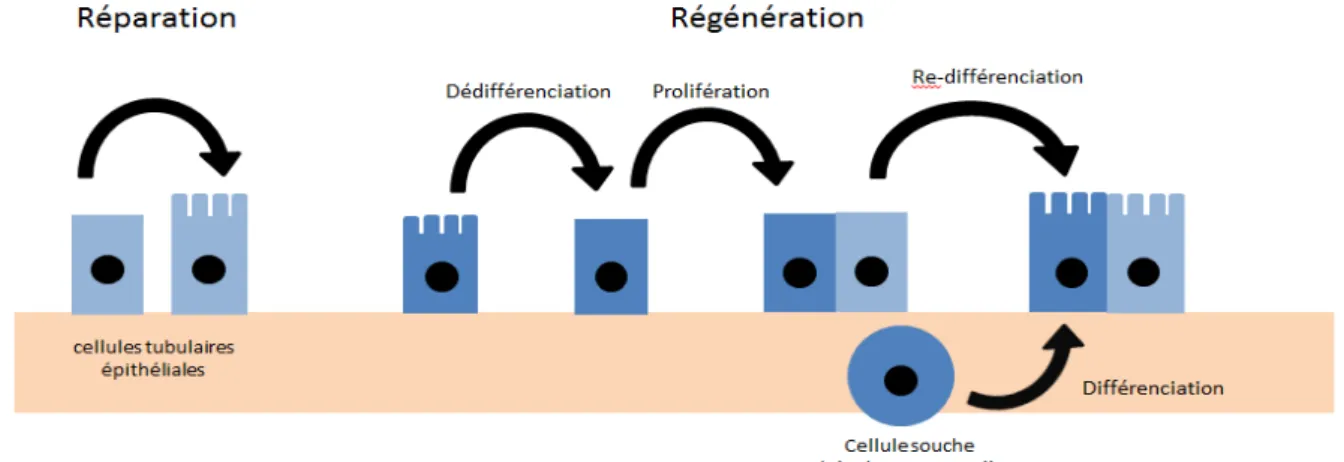 Figure 7 : Mécanismes de réparation / régénération tissulaire épithéliale rénale. 