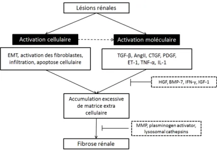 Figure 10 : Mécanismes principaux de la fibrose rénale (Cho 2010). 