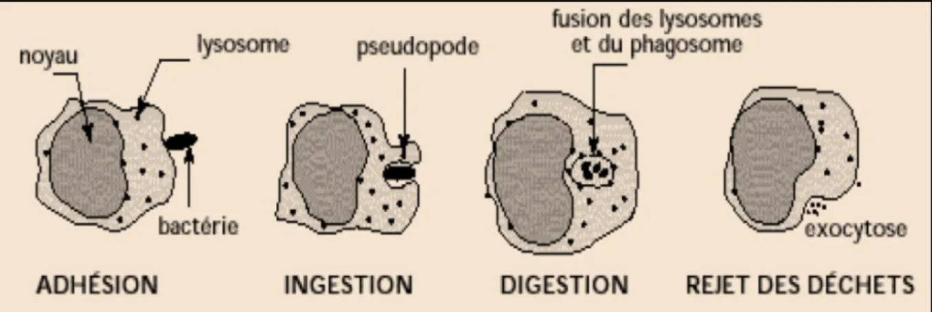 Figure 2: Etapes de la phagocytose (Hoffmann Jules,2011) 