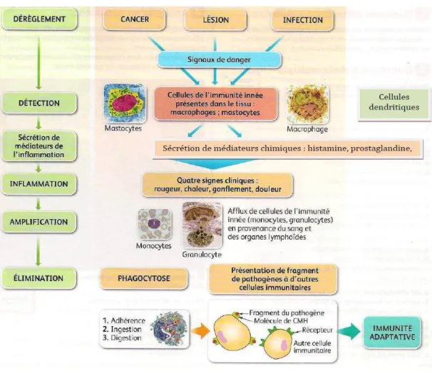 Figure 3: Mécanismes de l’Immunité innée et de l’immunité adaptative  (Hoffmann Jules,2011) 