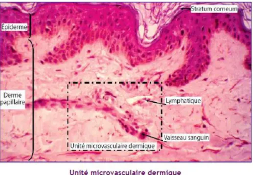 Figure 5 : Unité microvasculaire dermique (Augey, F et al., 2010). 