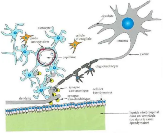 Figure  7 :  Représentation  schématique  des  relations  cellulaires  dans  le  système  nerveux  central  (SNC)