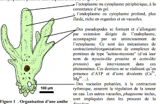 Fig2 :  a.  Adhérence,  endocytose  b.  Inclusion  dans  le  phagosome  (vacuole  digestive)  c
