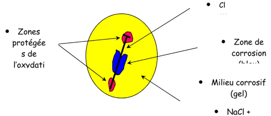 Figure 14 : corrosion d’un clou de fer