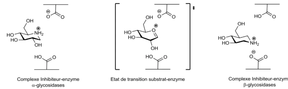 Figure 13 : mimes structurels et électroniques de l'état de transition des glycosidases par les iminosucres 