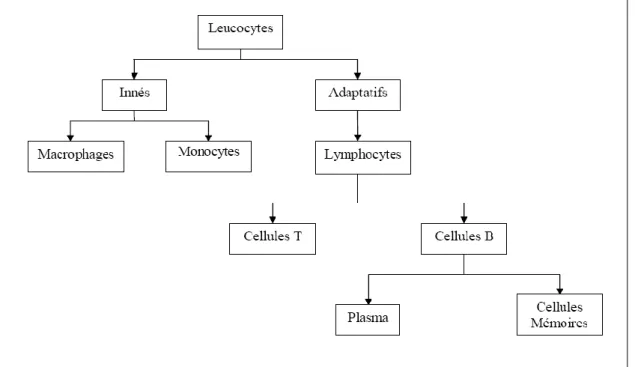 Fig II.2.  Hiérarchie des cellules immunitaires   