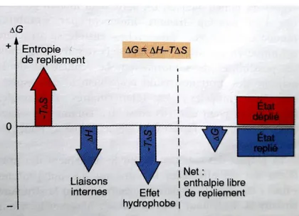 Fig.  2.1.  Energie  libre  de  repliement  des  protéines  (Müller-Esterl  et  al.,  2007)