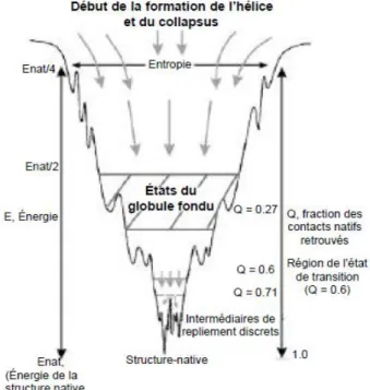 Fig. 2.4. Représentation tridimensionnelle d’entonnoirs de repliement protéique  (Dill et  al.,  1997)