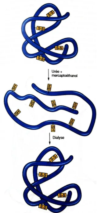 Fig. 3.3. Dénaturation de la ribonucléase A   (Voet et al., 2016). 