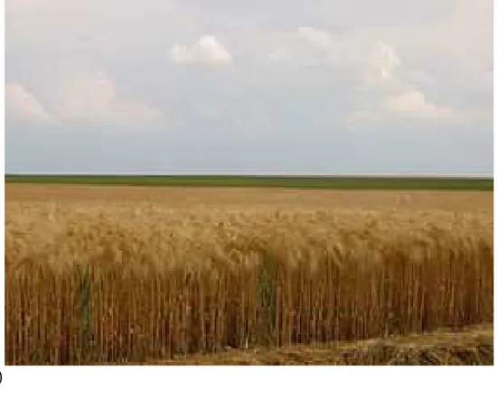 Figure 6 : exemple de deux milieux agricoles contrastés. A) plaine de la Beauce, b)  bocage autrichien