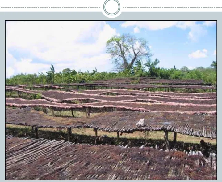 Figure 20: Tables de séchage à Pemba en  Zanzibar