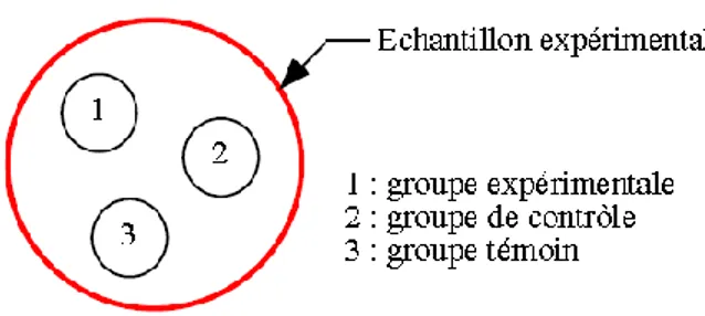 Figure 3 l’échantillon expérimental et les groupes expérimentaux  7.3. Le protocole expérimental 